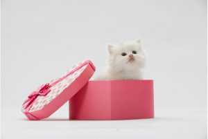 Essential Tips for New Product Development